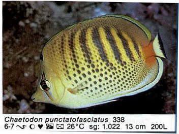 Chaetodon punctatofasciatus